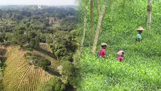 স্থবির হয়ে পড়ছে মৌলভীবাজারের পর্যটন খাত